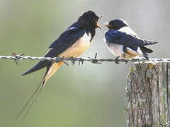 Barn Swallow