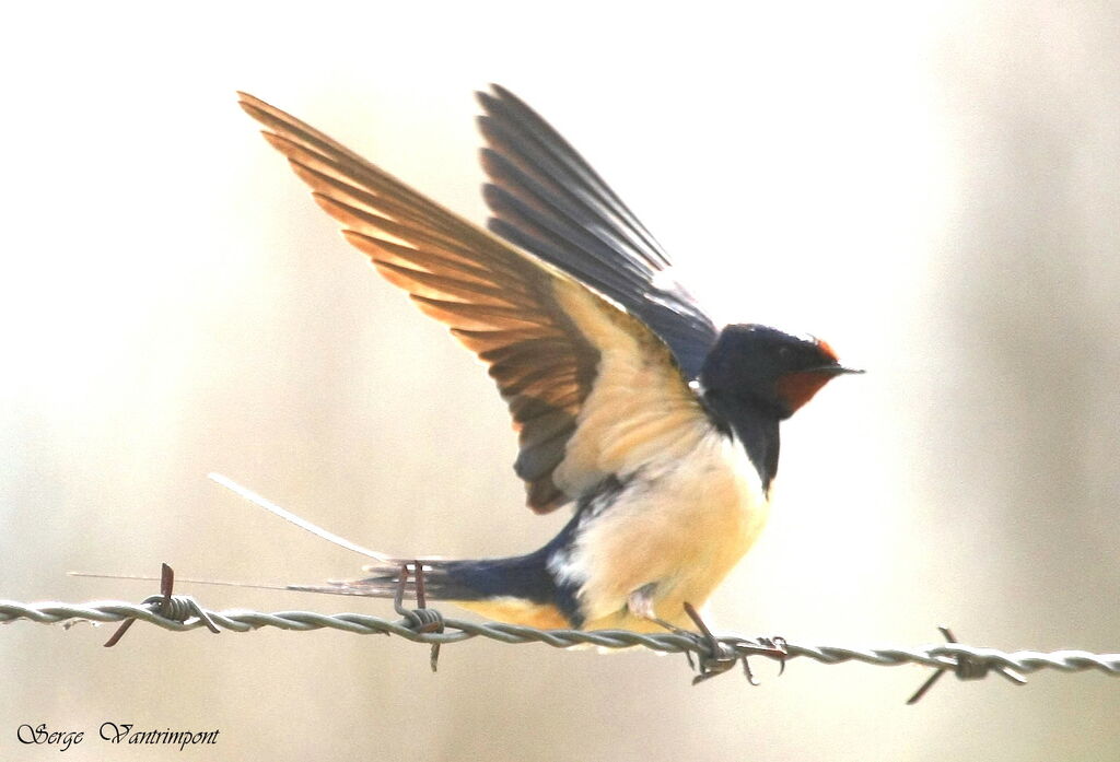 Barn Swallowadult, identification, Behaviour