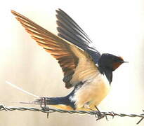 Barn Swallow