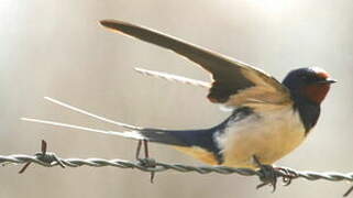 Barn Swallow