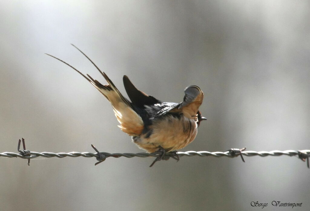 Barn Swallowadult, identification, Behaviour