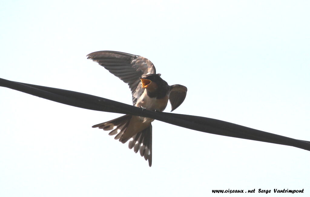 Barn Swallowadult, Behaviour