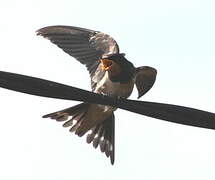 Barn Swallow