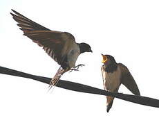 Barn Swallow