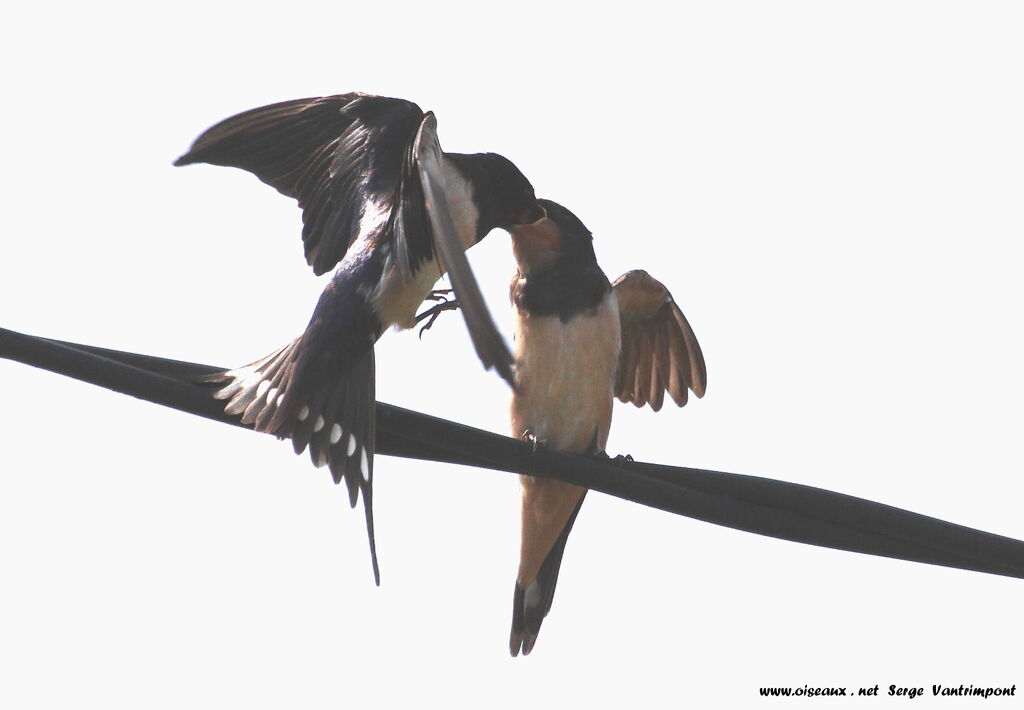 Barn Swallowadult, feeding habits, Behaviour