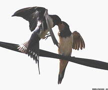 Barn Swallow