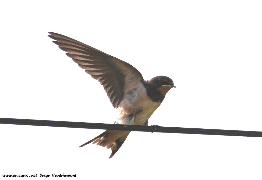 Barn Swallowadult, Behaviour