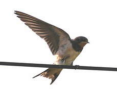 Barn Swallow