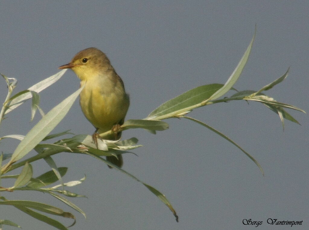 Hypolaïs polyglotteadulte, identification