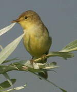 Melodious Warbler