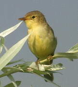 Melodious Warbler