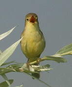 Melodious Warbler