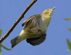 Melodious Warbler