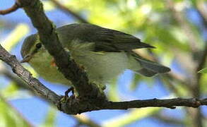 Melodious Warbler