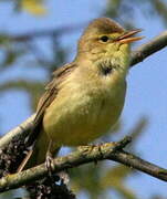 Melodious Warbler