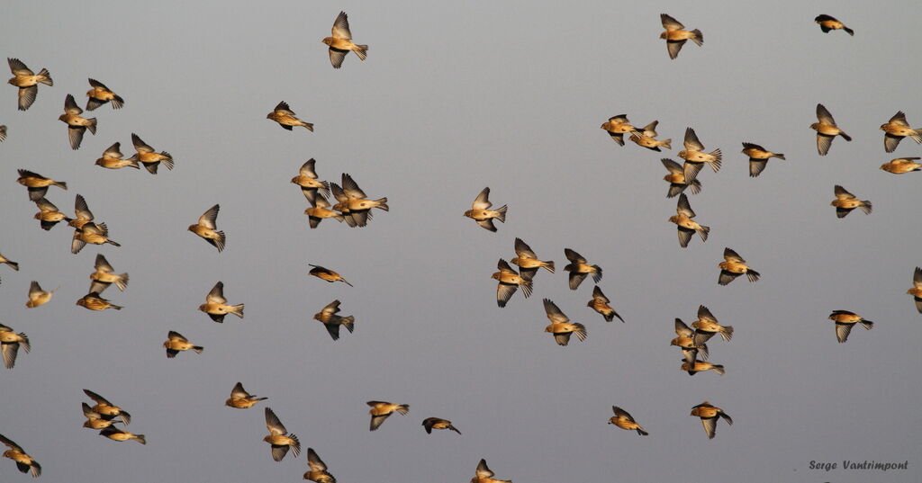 Common Linnetadult, Flight, Behaviour