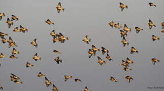 Common Linnet