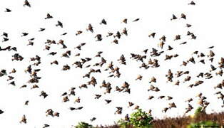 Common Linnet