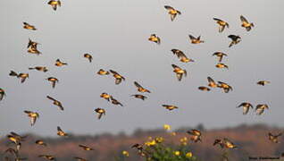 Common Linnet