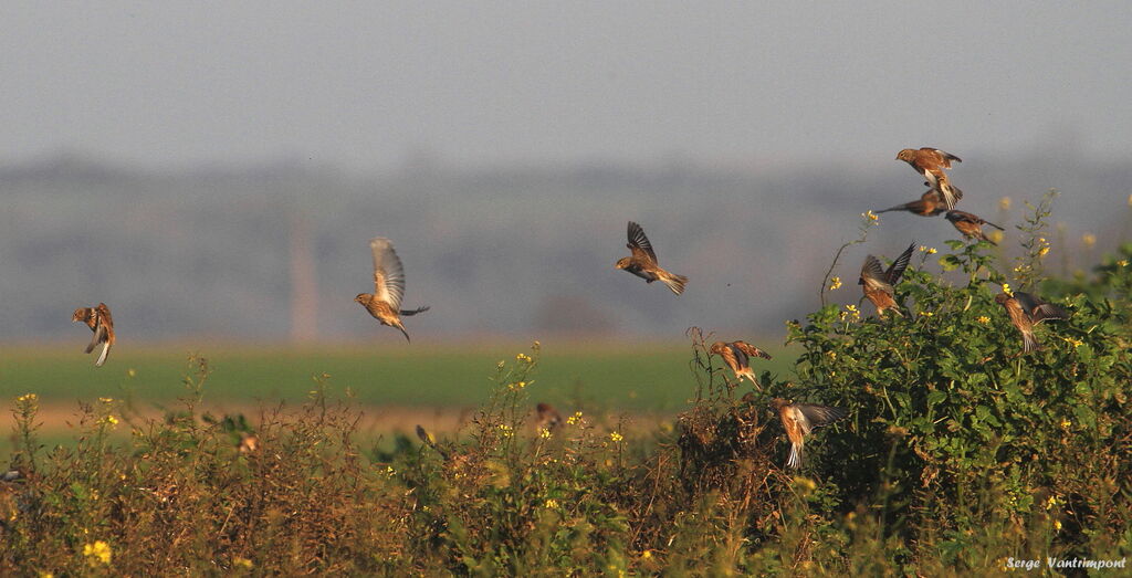 Common Linnetadult, Flight