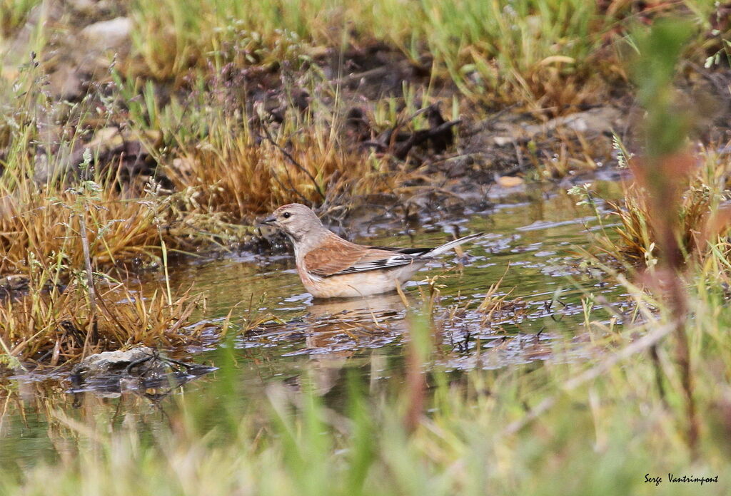 Common Linnetadult, Behaviour