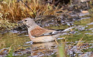 Linotte mélodieuse