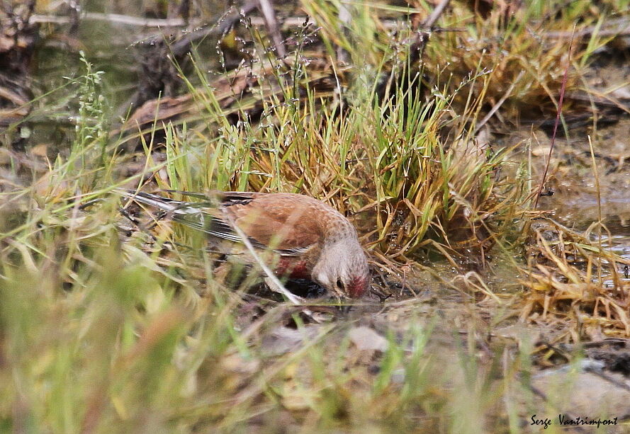 Common Linnetadult, Behaviour