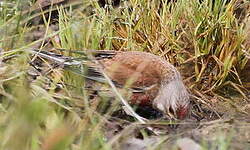 Linotte mélodieuse