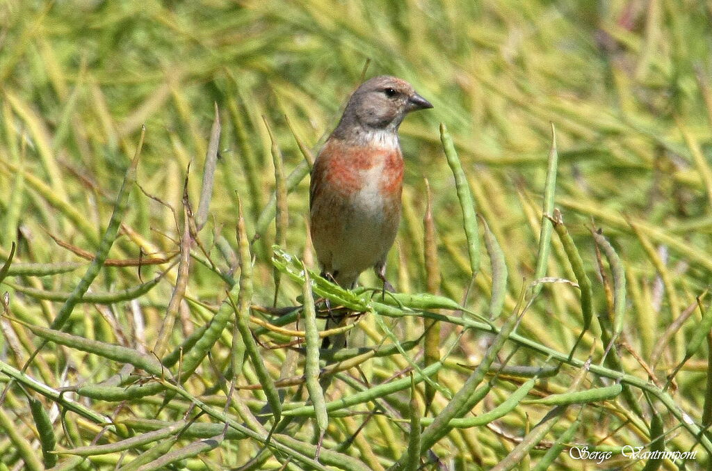 Common Linnet male adult, identification, feeding habits, Behaviour