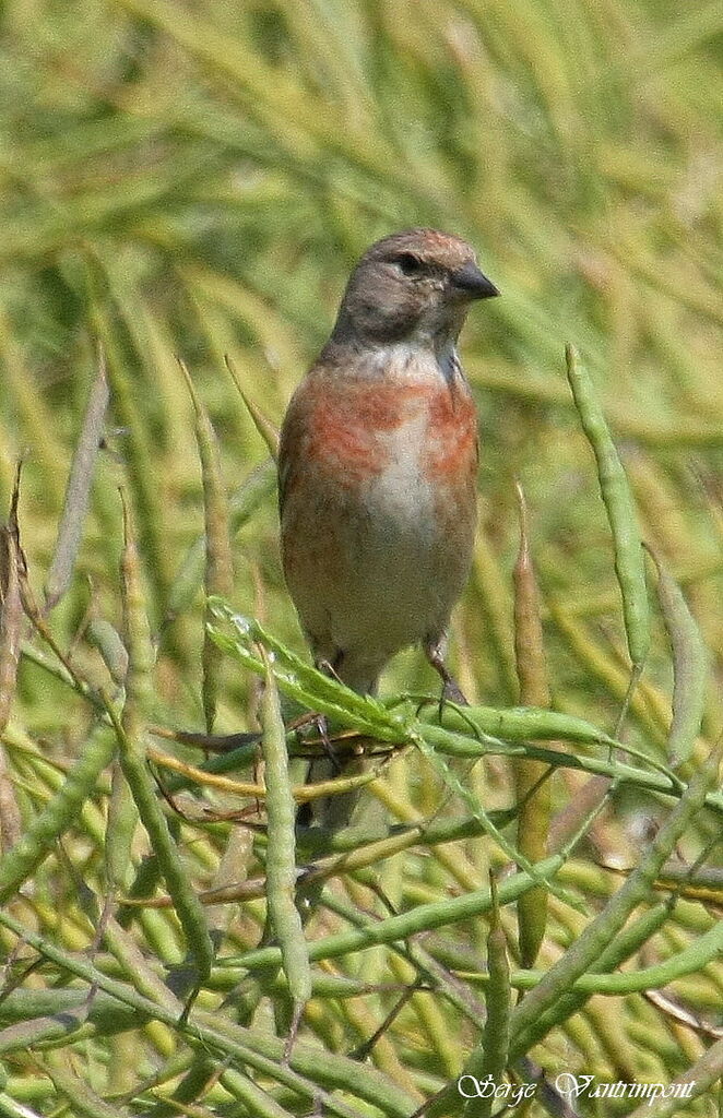 Common Linnet male adult, identification, feeding habits, Behaviour