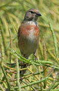 Linotte mélodieuse