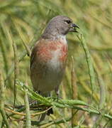 Linotte mélodieuse