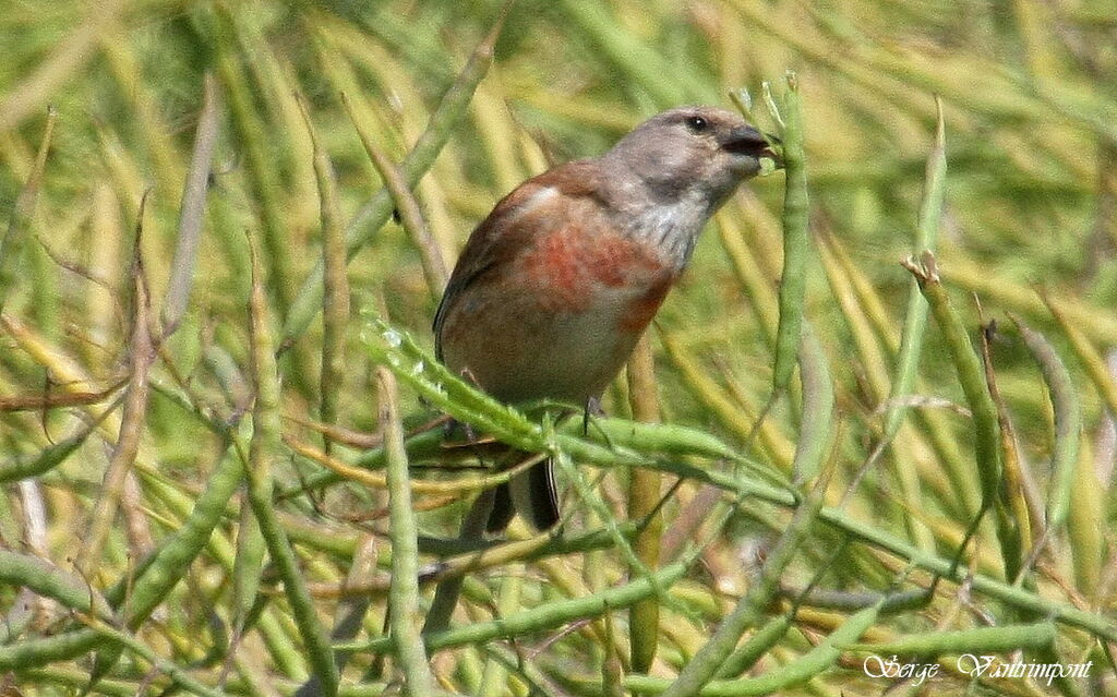 Common Linnet male adult, identification, feeding habits, Behaviour