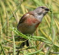 Linotte mélodieuse