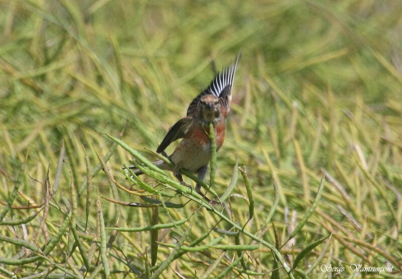 Common Linnet male adult, Flight