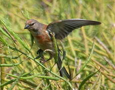 Linotte mélodieuse