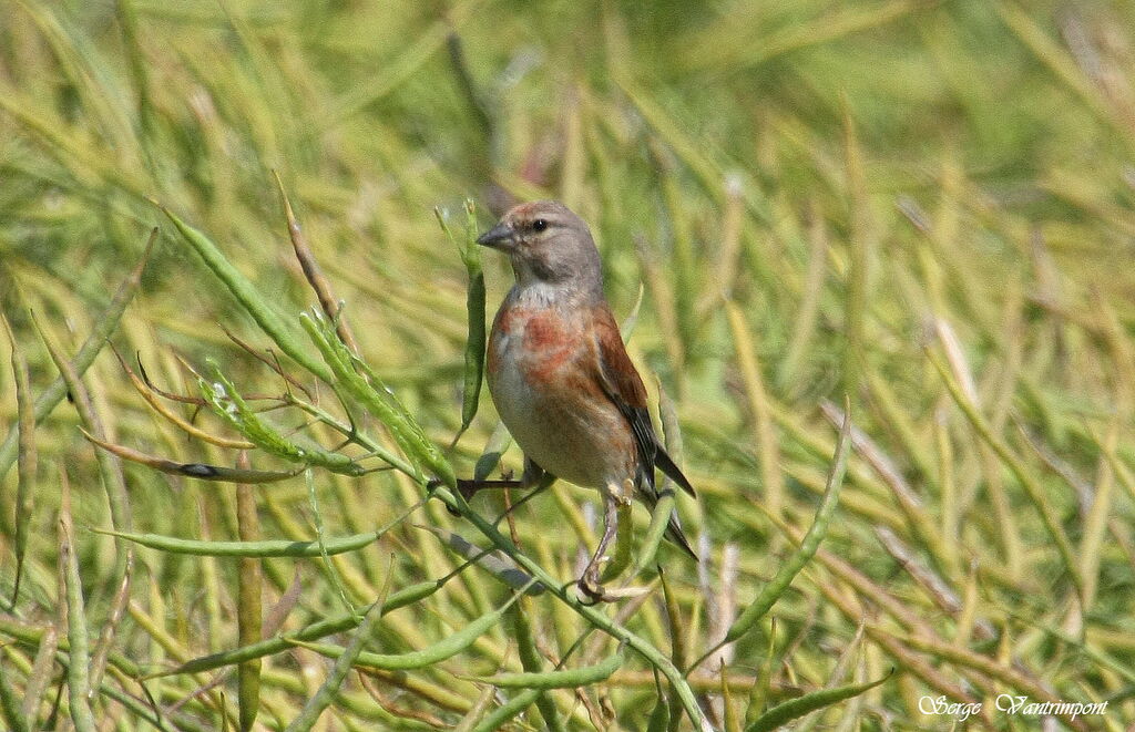 Common Linnet male adult, identification, Behaviour