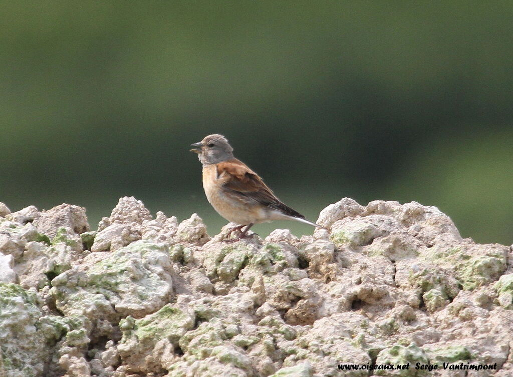 Common Linnetadult, Behaviour