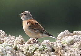 Linotte mélodieuse