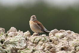 Common Linnet