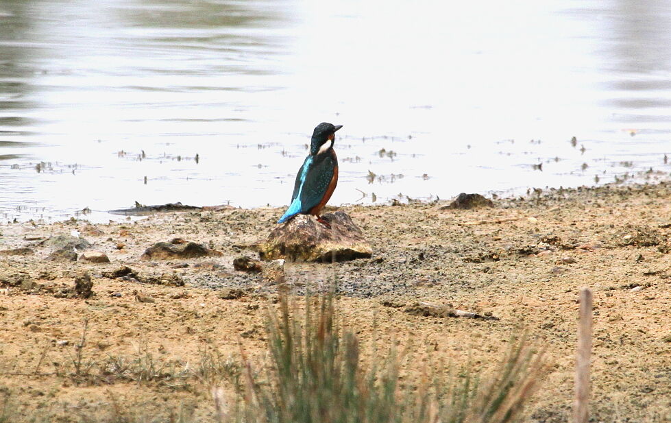 Common Kingfisheradult, Behaviour