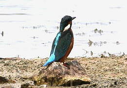 Common Kingfisher