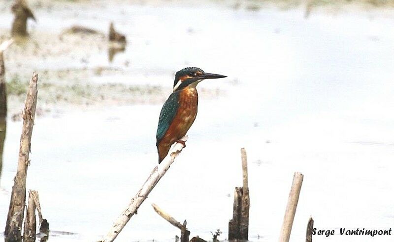 Common Kingfisheradult, Behaviour