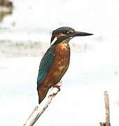 Common Kingfisher