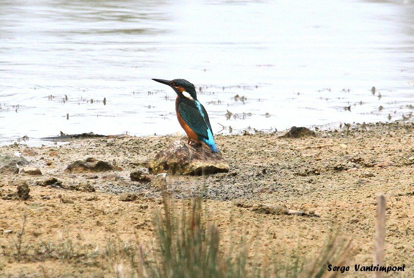 Common Kingfisheradult, Behaviour