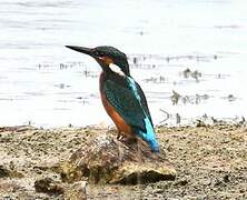 Common Kingfisher