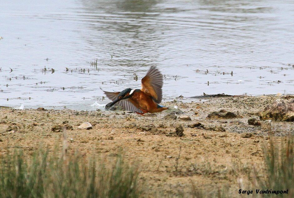 Common Kingfisheradult, Flight