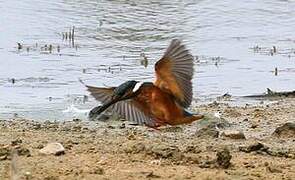 Common Kingfisher