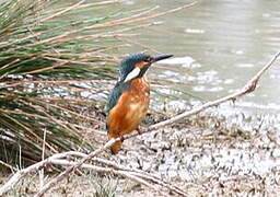 Common Kingfisher