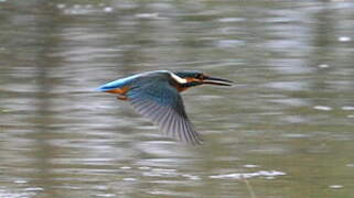 Common Kingfisher